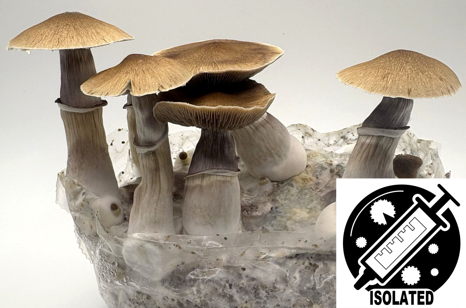Psilocybe cubensis : Trinity Spore Isolate Syringe